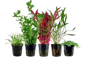 AquaOne Aquarium Pflanzen I 5X Wasserpflanzen I Einsteiger Aquarienpflanzen I Alternanthera Micranthemum Cryptocoryne Bacopa I Set mit 5 Aquariumpflanzen