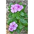 Sadabahar Flowers (सदाबहार फूल, ಸದಾಬಹರ್ ಹೂವು, സദാബഹർ പുഷ്പം, நித்திய கல்யாணி பூ) 100g