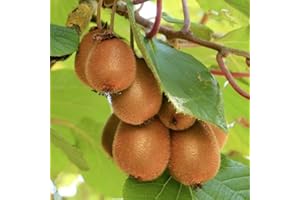 BAUMSCHULE WEDROWSKI W Actinidia Jenny Flavored Kiwi 2L Plant for Beginners and Professional Gardeners - Ideal for Allotment Garden - Beautiful Plant with Unusual Flowers - Enjoy Its Colours Every Day