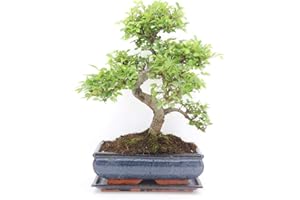 BONSAI2U Chinese Elm Bonsai Tree - You Choose (Large Chinese Elm)