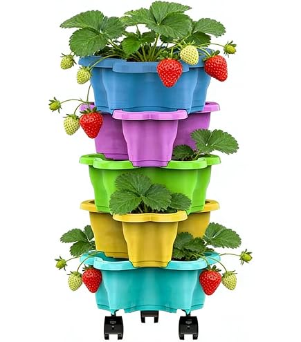 Culture de fraises avec méthode de plantation verticale sur les cueilleurs à hauteur ergonomique
