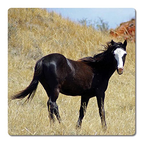 Addies Glas-Untersetzer 6-tlg.Set bedruckt Motiv „Pferde“ Komplett-Set in hochwertiger Klarsicht-Geschenkbox und Korkrückseite, Tier-Motiv - 3