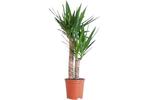 BloomPost Yucca Elephantipes - 75-85 cm Plante d'Intérieur - Plantes d'Intérieur Faciles d'Entretien Pour la Maison et le Bureau - Plante Purificatrice d'Air - Dans le Pot de Culture