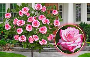 EUROPA GREEN Rosier sur tige - 120 cm de hauteur - Idéal pour Balcon, terrasse, Petit Jardin - Convient en pots et pleine terre (Laminuette)