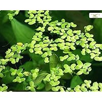 Algenhemmende, winterharte Schwimmpflanze für Teich und Aquarium - Wasserlinsen - Lemna Minor - Garnelio Portion