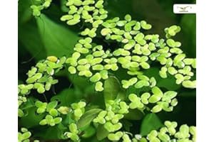 GARNELIO MOOSE & SCHWIMMPFLANZEN Algenhemmende, winterharte Schwimmpflanze für Teich und Aquarium - Wasserlinsen - Lemna Minor - schnelle Vermehrung - super als Futterpflanze - Garnelio Portion