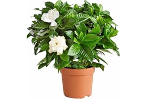 DECOALIVE Jazmín del Cabo Natural Planta de Exterior para una Primavera Perfumada