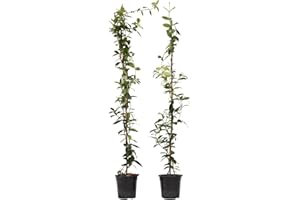 Plant in a Box - Trachelospermum jasminoides - Set de 2 - XL Jasmin etoile grimpant - Fleurs blanc - Pot 17cm - Hauteur 110-120cm