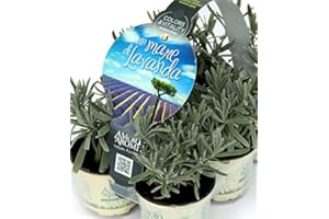 AMORI E AROMI PIANTE AROMATICHE classiche cucina italiana N.6 MISTE gusto mediterraneo + N.6 LAVANDA (in vaso Ø 9 cm)