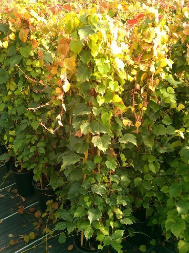 wilder Wein Parthenocissus tricuspidata Veitchii 100 cm hoch im 3 Liter Pflanzcontainer
