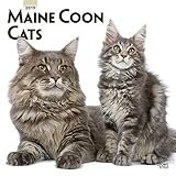 Maine Coon Cats - Maine Coon Katzen 2019 - 18-Monatskalender (Wall-Kalender) by 