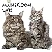 Produktbild Maine Coon Cats - Maine Coon Katzen 2019 - 18-Monatskalender (Wall-Kalender)
