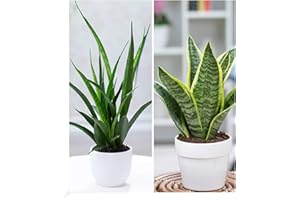 BALDUR-GARTEN GMBH BALDUR Garten Zimmerpflanzen-Mix "Bogenhanf-Duo", 2 Pflanzen Luftreinigende Zimmerpflanzen 1 Pflanze, Sanseveria Kirkii und 1 Pflanze, Sanseveria Futura Superba, mehrjährig - frostfrei halten