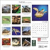 Image de Turtles 2012 Calendar