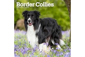 Border Collies | 2024 12 x 24 Inch Monthly Square Wall Calendar | BrownTrout | Animals Dog Breeds