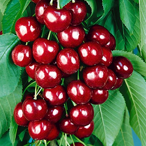 Süßkirsche Schneiders Späte Knorpelkirsche®, Busch, 1 Pflanze von ...