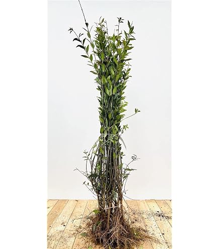 philodendron bunt #87 4