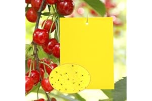 Y.A. LOTUS 20 Gelbfalle Klebrige Insektenfallen, Effizient KirschmadenFalle Gelbtafeln, Doppelseitige Fliegenfänger Sticker für Weiße Fliegen, Blatt Bergmann, Blattläuse, Motten andere Insekten