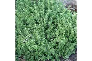 COUNTRY CLIMBERS & GARDEN FAVOURITES Thyme citriodorus Lemon herb plant flowers summer loved by bees ground cover 9cm pot .