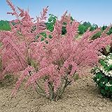 Sträucher winterhart Sträucher winterhart