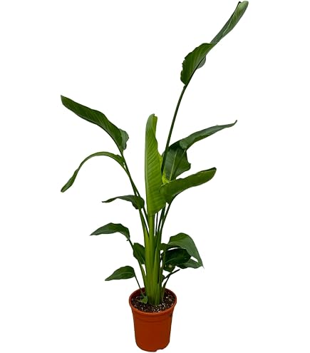 Weisse Paradiesvogelblume - Strelitzia nicolai - 5 Samen !!! Baum  Strellitzie : Amazon.de: Garten