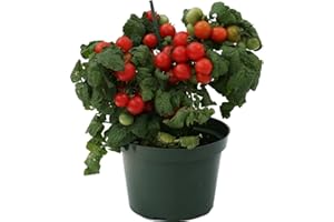DECOALIVE Tomate Cherry PREMIUM Planta Natural para Huerto Urbano Tomates Naturales Planta Tomatera