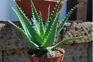 KUNERT-KERAMIK Aloe arborescens,kräftige Heilaloe,12er Topf,ca.25-30cm hoch,anerkannte Heilpflanze!