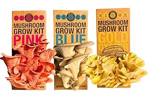 Smart Mushrooms Growing kit Blue Oyster XL - Harvest in 14 Days - Growth Guaranteed - Ideal Mushroom Gifts Foodie/Gardening Fun, Easy & Delicious | Grow Your Own Oyster Mushrooms
