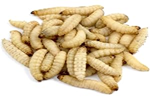 The Mealworm Company LIVEFOODS DIRECT MW1TUB Waxworms MaxiPack approx 80-100 Live 15-25MM Galleria mellonella