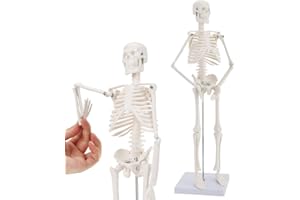 RONTEN Menschliches Skelettmodell in Minigröße, mit abnehmbaren Armen und Beinen 17,7 Zoll anatomisches Skelett mit Kunststoffsockel für Anatomieunterricht und -studium