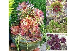 GROW YOUR SECRET GARDEN Aeonium 20 samen Mischung,Viele Sorten, Sukkulente