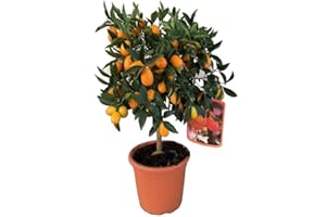 FLORES FRESCAS ONLINE Kumquat enano árbol frutal PORTES GRATIS