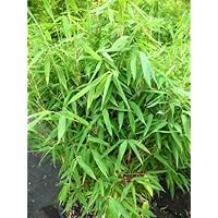 Bambus China Rohrgras Fargesia murielae Jumbo 80 cm hoch im 5 Liter Pflanzcontainer