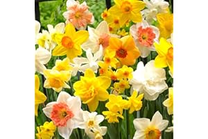 SCHONE PRODUCTS (UK) 14 x Dwarf Daffodil Mixed Bulbs - Compact Free Flowering Perennial - Ideal for Beginner Gardener - Must Have - Fragrant & Attractive - for Your Beautiful Garden