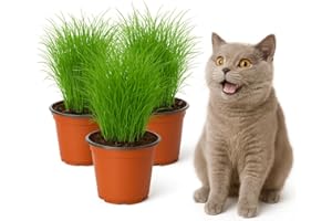 ‎MGC24 mgc24 Katzengras Cyperus zumula - Echtes Zyperngras im 12er Topf, fertig gewachsen ca. 20cm hoch - 3er Set