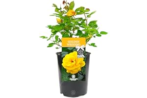 GARDENERSDREAM Golden Wedding Special Occasion Potted Anniversary Rose Personalised Gift Plant