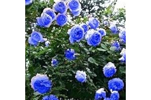 SVI Blau Kletterrose 20-200 oder 2000 Samen