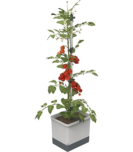 Voorraadpot tomaat - transparant/rood - 1.2 liter Voorraadpot tomaat - transparant/rood - 1.2 liter
