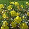 Oenothera macrocarpa/Dwarf Evening Primrose/Ozark Sundrops/Hardy Perennial/Seeds