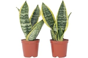 Plant in a Box - Sansevieria Laurentii - Set de 2 - Plante d'intérieur facile - Langue de belle-mère - Pot 12cm - Hauteur 30-40cm