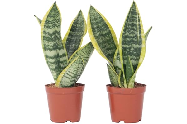 Plant in a Box - Sansevieria Laurentii - Set de 2 - Plante d'intérieur facile - Langue de belle-mère - Pot 12cm - Hauteur 30-40cm