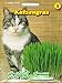 Produktbild Katzengras Saatgutmischung
