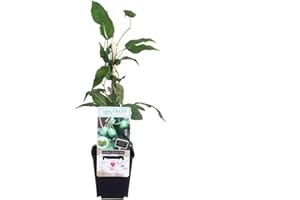 BLUMEN-SENF Mini-Kiwi Issai ca. 30 cm – Selbstfruchtende Actinidia arguta | Winterhart, Süß & Vitaminreich | Perfekt für Garten & Balkon
