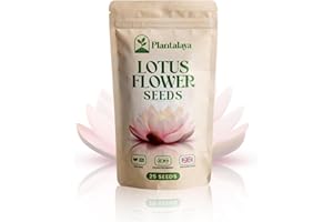 PLANTALAYA Lotus Flower Seeds – Easy to Grow Aquatic Plants for Ponds, Bowls & Water Gardens | Beautiful Blooming Lotus for Home & Garden Decoration