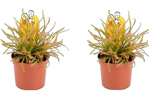 CAMBRIDGE BEE 2 x Plants - Sundew - Drosera capensis - Cape Sundew, Carniverous Plant - Hardy Perennial in 9cm Pot
