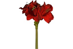 HEG HANDELSGESCHAFT MBH Amaryllis dunkelrot 66cm