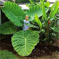 Shopmeeko Heirloom Alocasia Makrorrhiza grün Riesen-Taro Bonsai Zimmerpflanze Bonsai, 20 Körnungen, Elefantenohren, Taro…