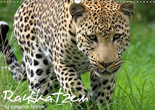 Raubkatzen (Wandkalender 2019 DIN A3 quer): Die faszinierende Welt der Großkatzen. Löwen, Leoparden, Tiger und Geparden (Monatskalender, 14 Seiten ) (CALVENDO Tiere)