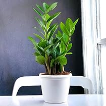 plants mania THE SIDE UP BOX plants mania THE SIDE UP BOX plants