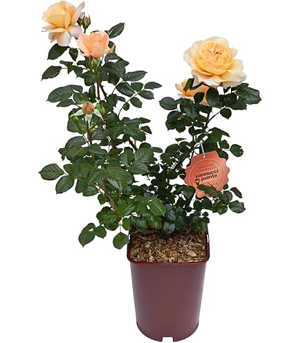 Rosa Rampicante ICEBERG Bianca - Profumata, Vaso 19cm, Pianta Viva Per Giardino E Balcone